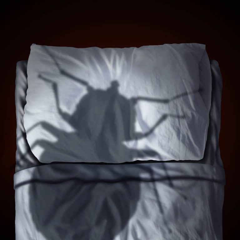 The shadow of a large bed bug cast across a white pillow and bed sheet