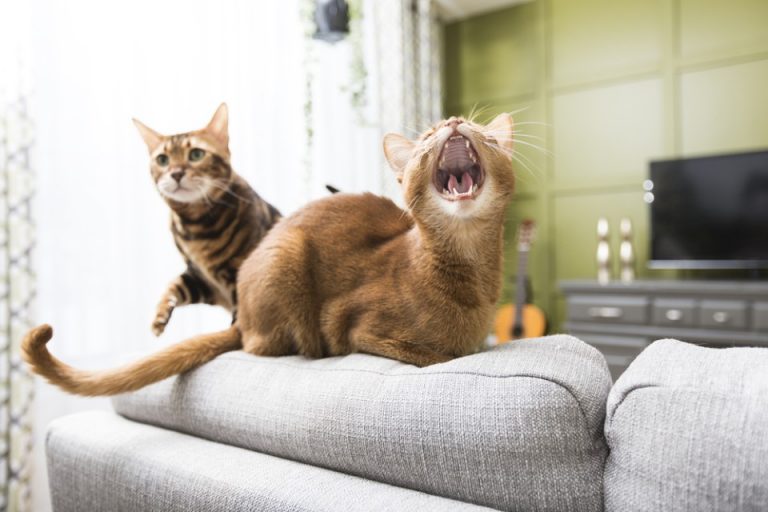 Two cats on the back of a grey fabric couch, one with its mouth wide open